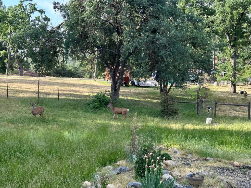 Deer at North Fork Stay