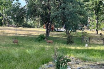 Deer at North Fork Stay